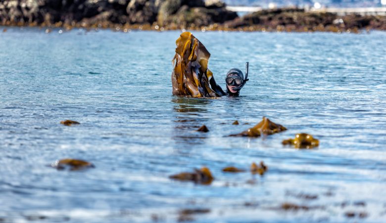 Porto Muíños recolle 300 toneladas de algas ao ano
