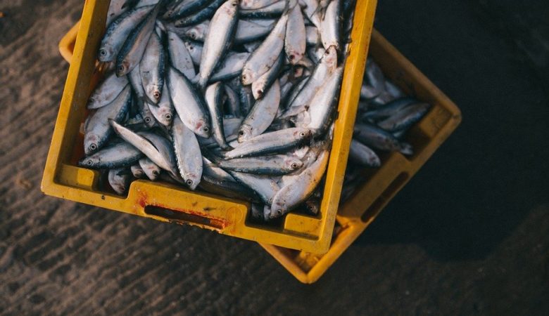Na alimentación dos galegos e galegas destaca o consumo de peixe fresco.
