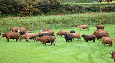Exemplares das vacas da finca de Trasmonte (Ames)
