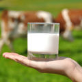 O costume de tomar leite é relativamente moderno na historia do 'Homo sapiens'.