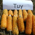 Espigas de millo amarelo da variedade autóctona Tuy. Foto: CSIC