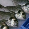 O estudo céntrase en máis de 1.300 exemplares de especies de pescado e marisco de consumo humano, a dourada entre eles. Crédito: CSIC