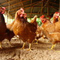 O proxecto APROVI propón o aproveitamento dos excrementos de galiñas.