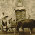 Picadillo nun carro de vacas no pazo familiar de Anzobre. Foto: Arquivo da RAG